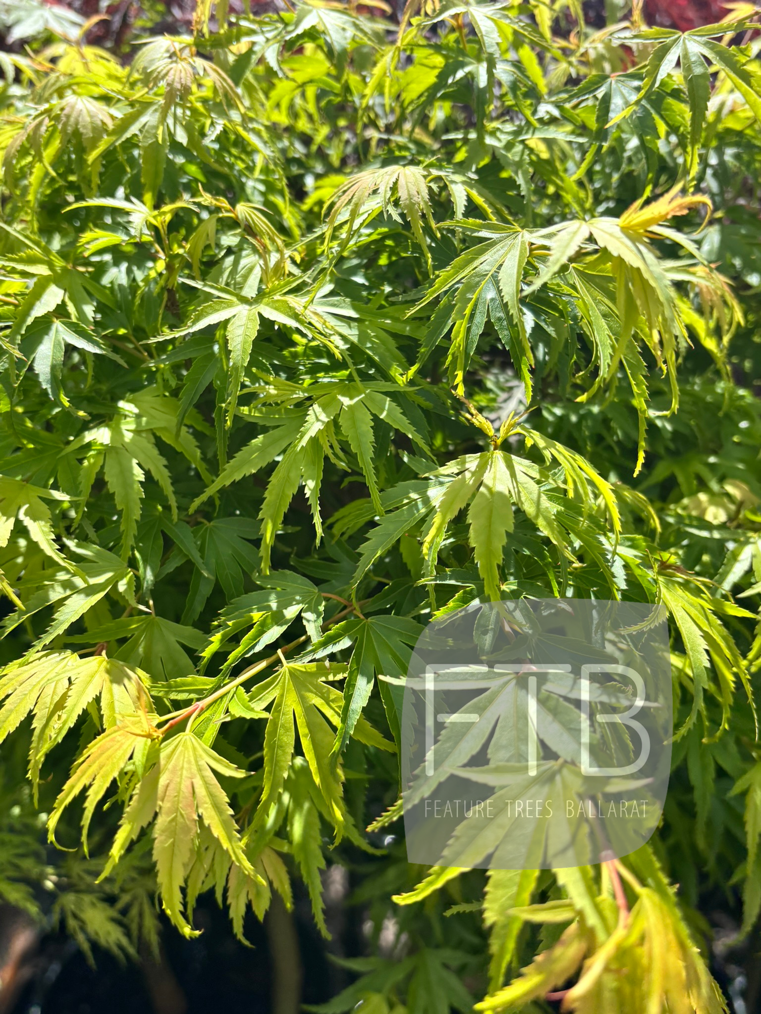 Green leaves of a tree
