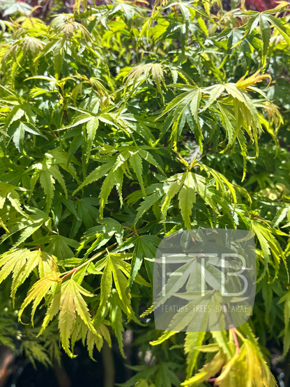 Green leaves of a tree