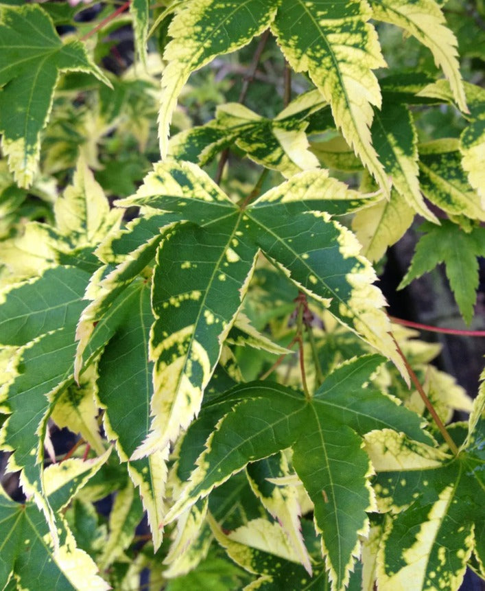 Close-up of green leaves with yellowish veins
