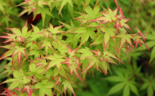 Close-up of green and red leaves with a blurred green background