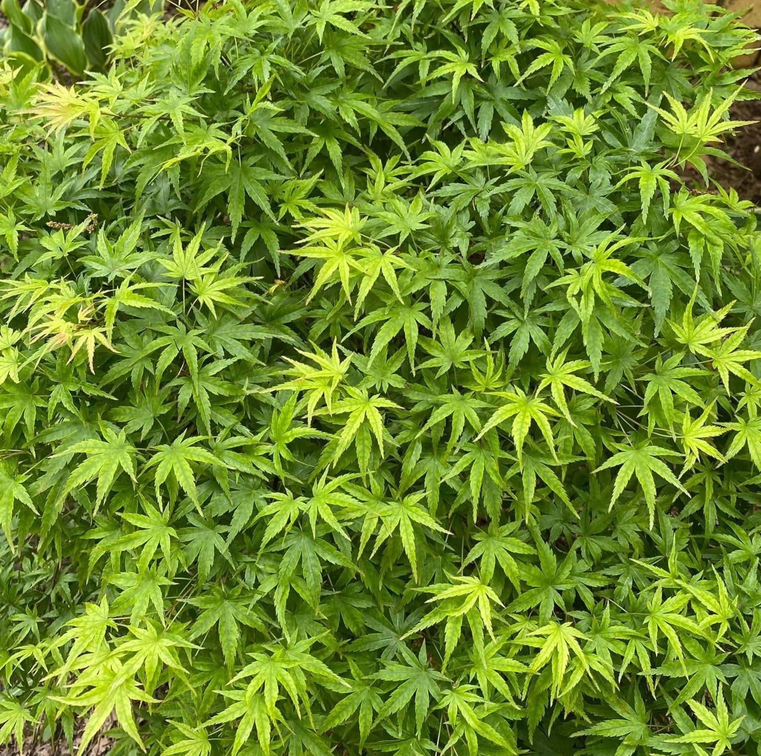 Close-up of green leafy plants
