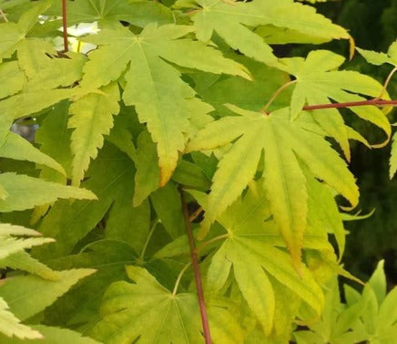 Close-up of green maple leaves with a blurred background