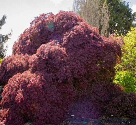 Large bush with red-purple foliage in a garden setting
