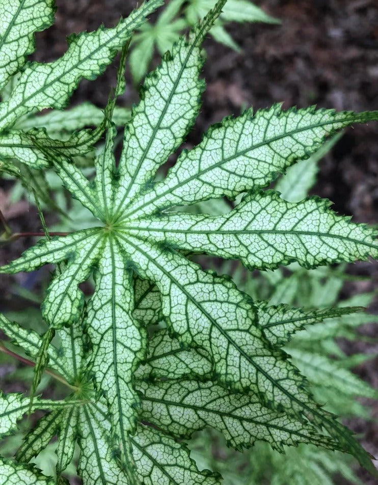 Close-up of a green leaf with intricate vein patterns