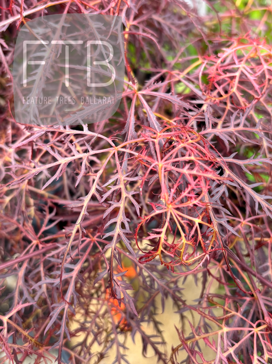 Close-up of red and purple foliage 