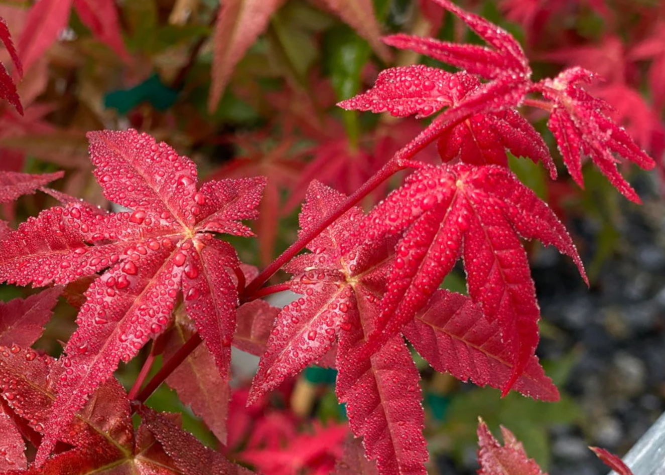 Close-up of red maple leaves with water droplets on a blurred background