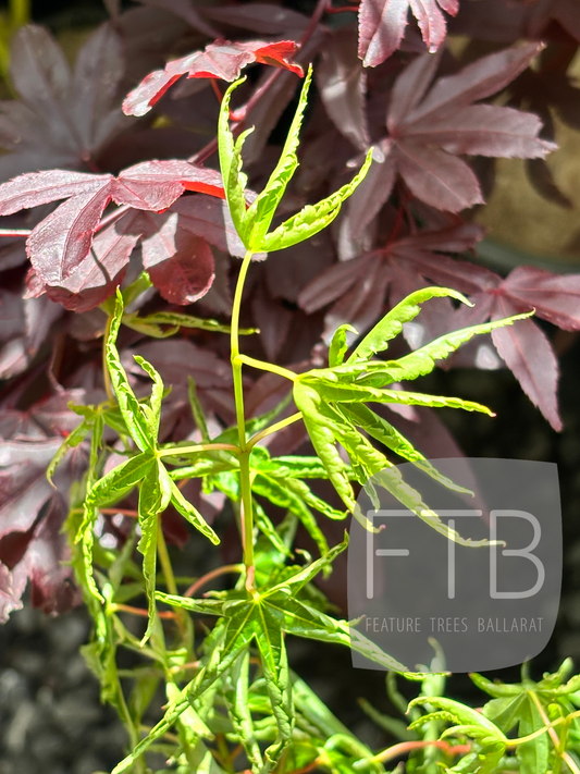 Green maple leaves with red-brown leaves in the background