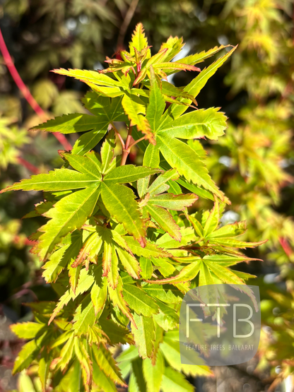Acer Palmatum Fjellheim - Fjellheim Japanese Maple
