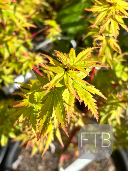 Acer Palmatum Fjellheim - Fjellheim Japanese Maple