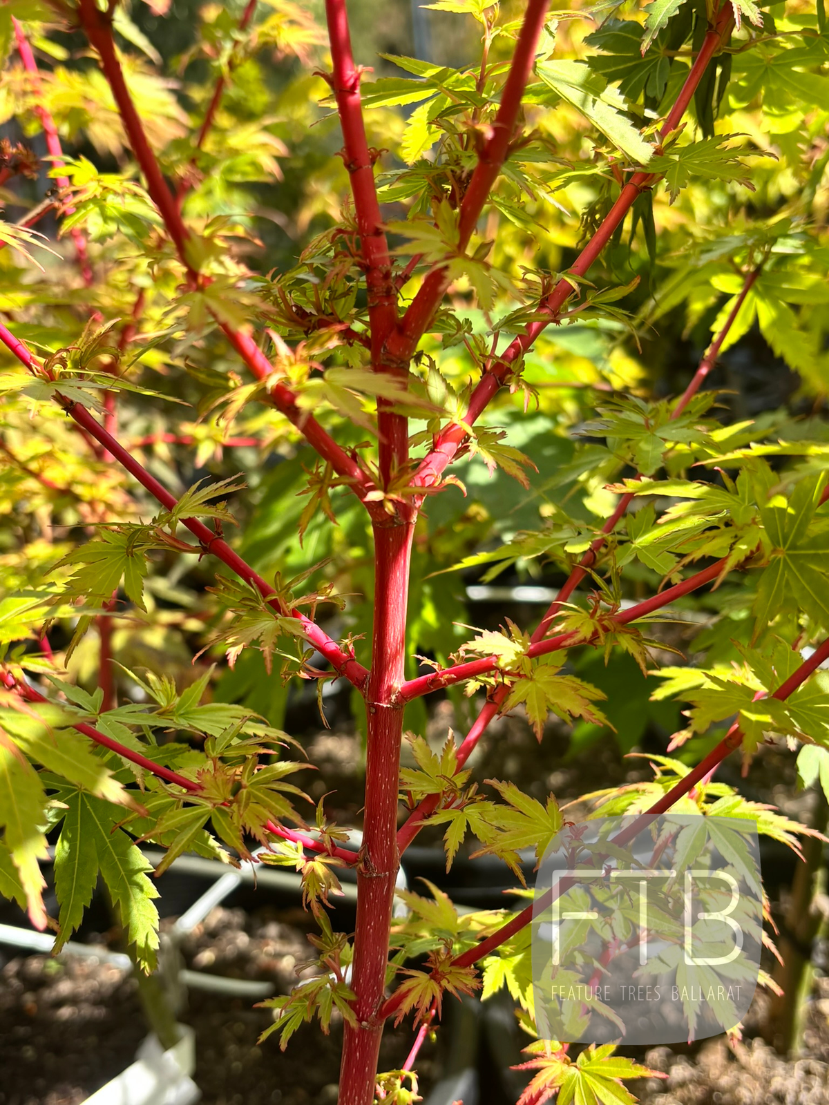 Acer Palmatum Fjellheim - Fjellheim Japanese Maple