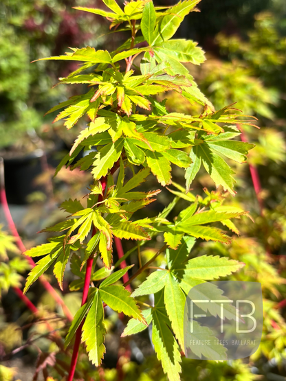 Acer Palmatum Fjellheim - Fjellheim Japanese Maple