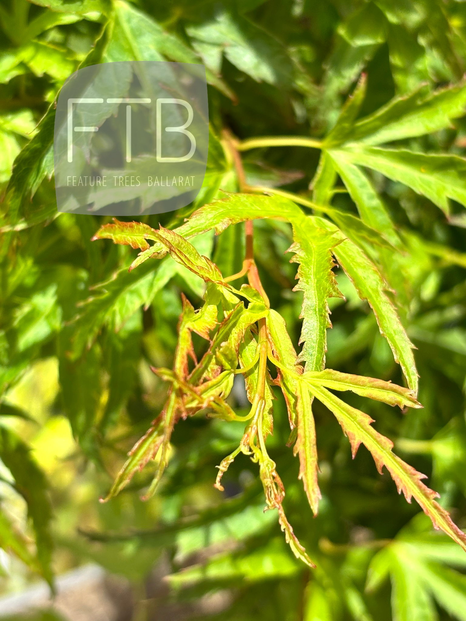 Close-up of green leaves