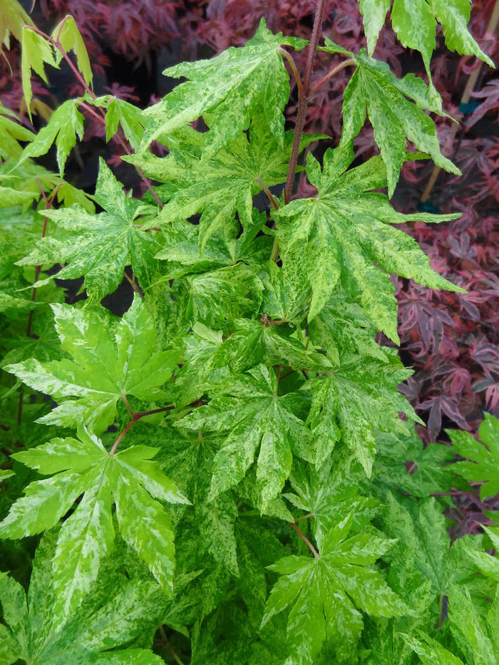 Acer Palmatum Kumoi - Variegated Full Moon Japanese Maple