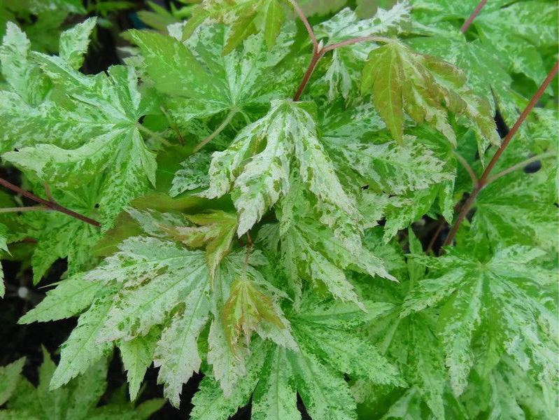 Acer Palmatum Kumoi - Variegated Full Moon Japanese Maple