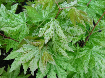 Acer Palmatum Kumoi - Variegated Full Moon Japanese Maple
