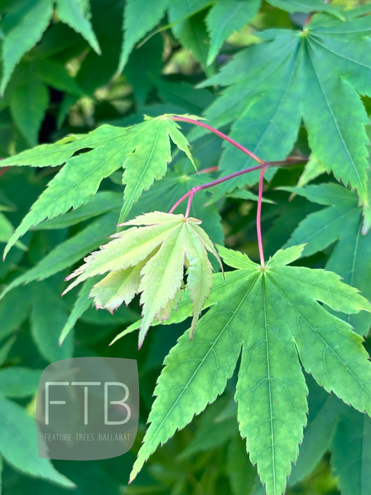 Acer Palmatum Lutescens - Lutescens Japanese Maple