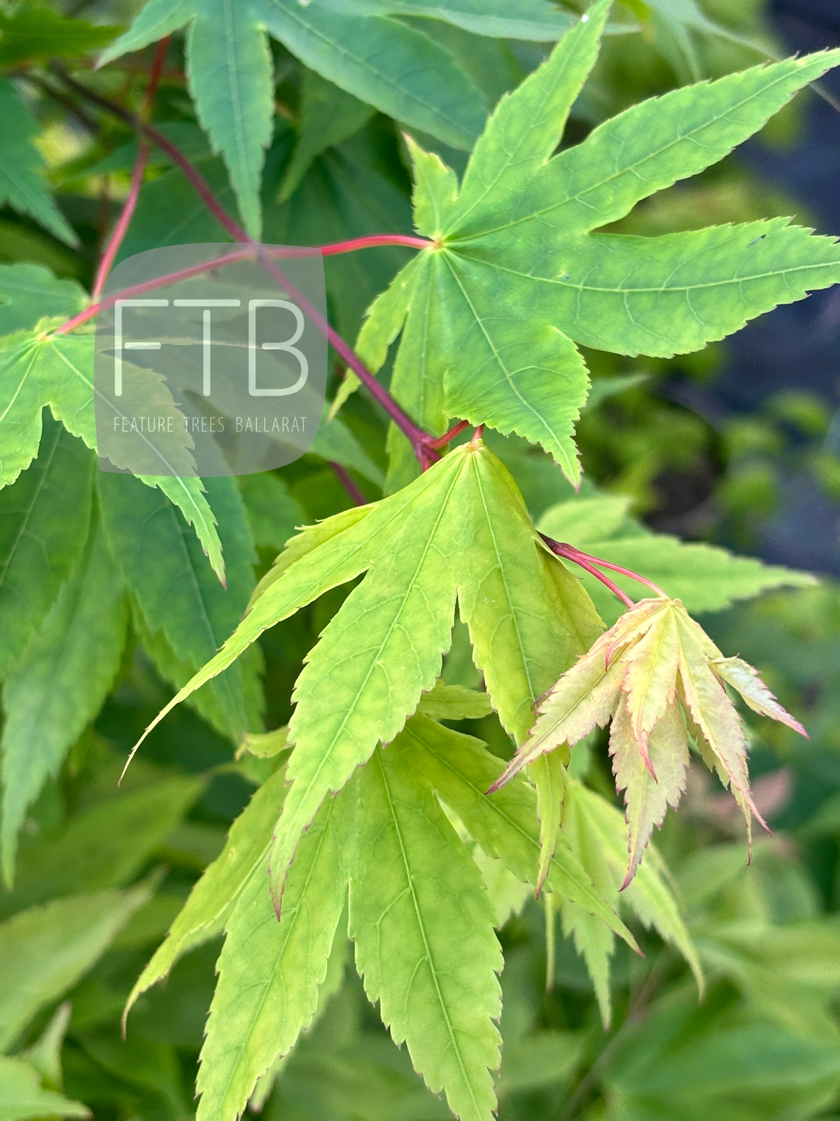 Acer Palmatum Lutescens - Lutescens Japanese Maple