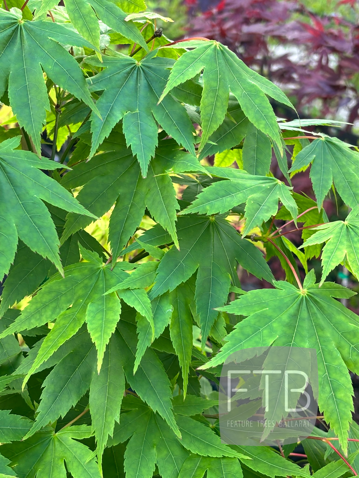 Acer Palmatum Lutescens - Lutescens Japanese Maple