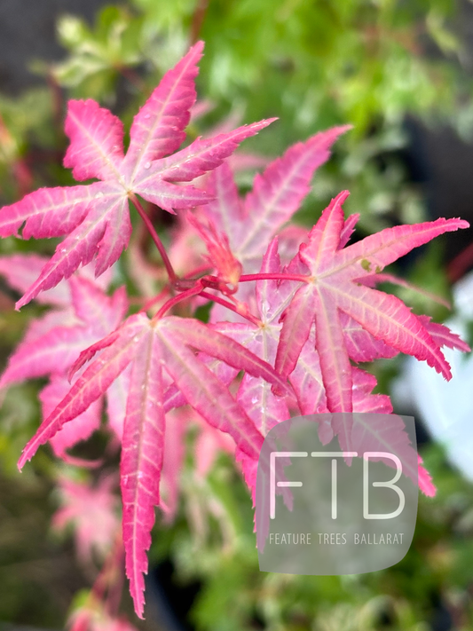 Pink maple leaves with a blurred green background