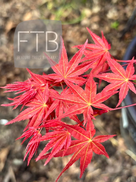 Red maple leaves 