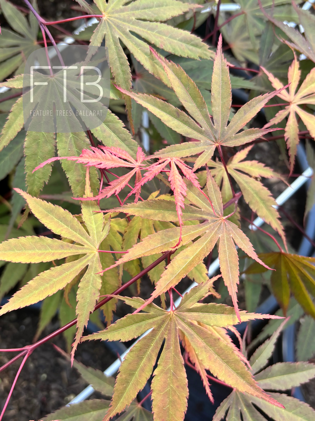 Acer Palmatum Redmyre - Redmyre Japanese Maple