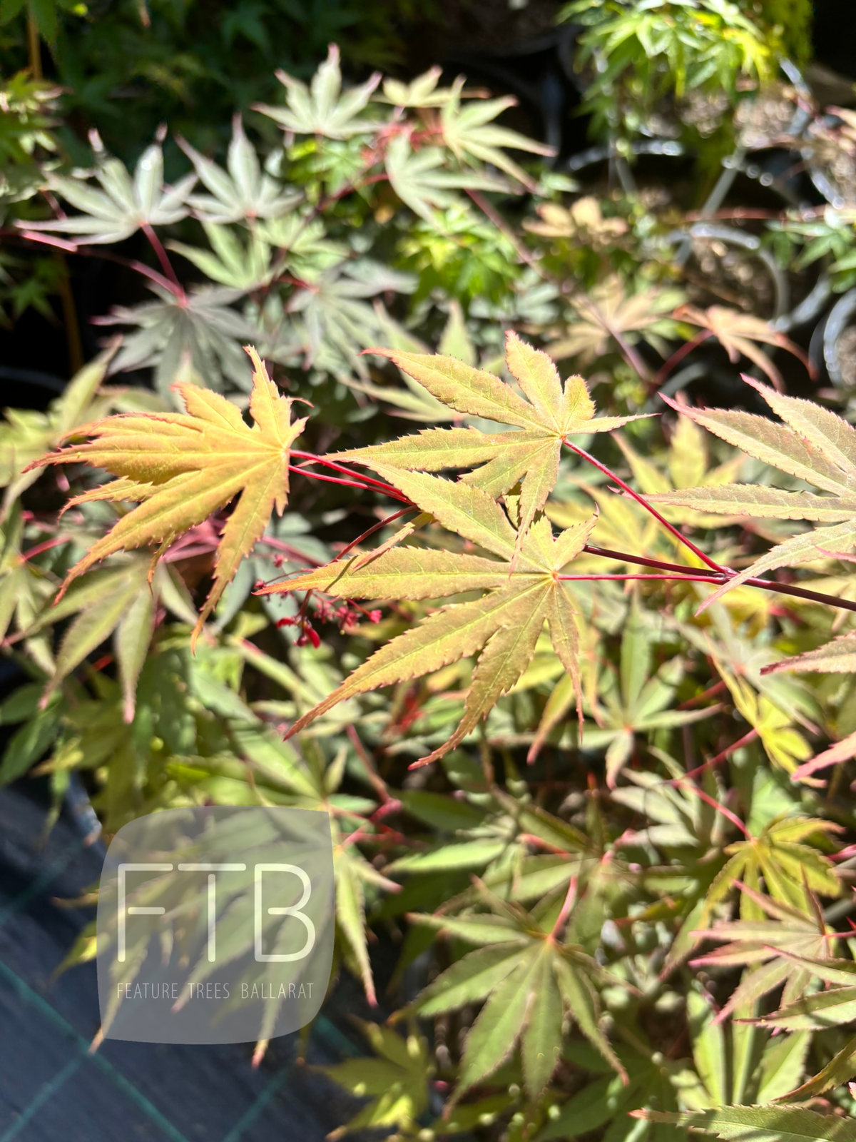 Acer Palmatum Redmyre - Redmyre Japanese Maple