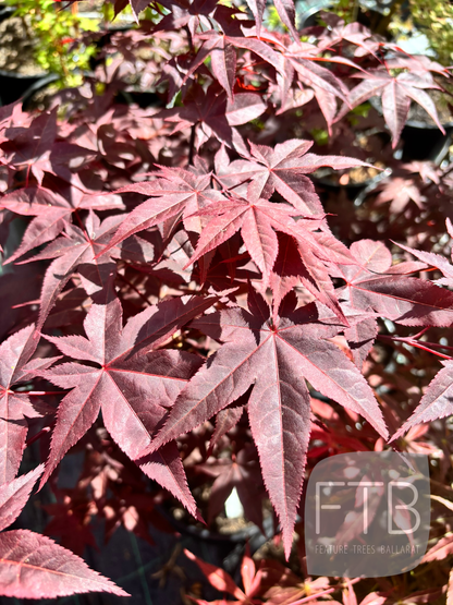 Acer Palmatum Robertson Red - Robertson Red Japanese Maple