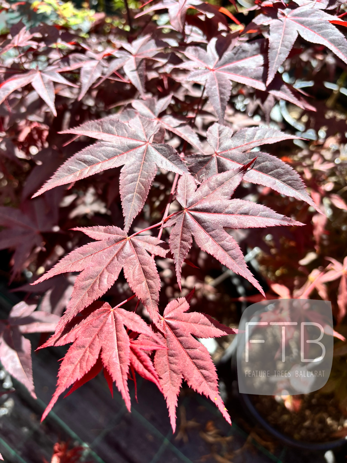 Acer Palmatum Robertson Red - Robertson Red Japanese Maple