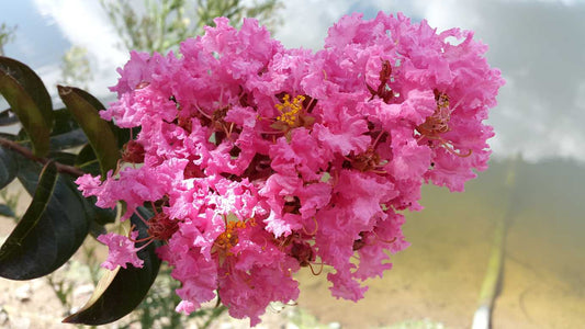 Lagerstroemia indica 'Sioux' - Crepe Myrtle Sioux