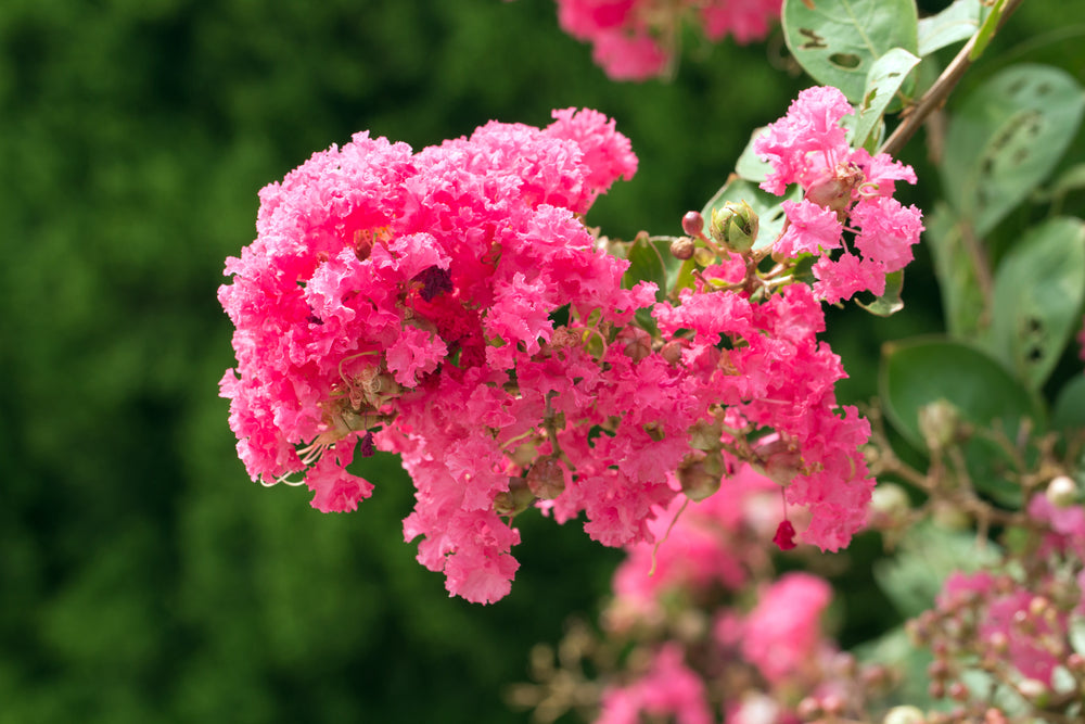 Lagerstroemia Indica Tuscarora - Tuscarora Crepe Myrtle