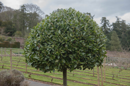 Laurus Nobilis – Bay Tree