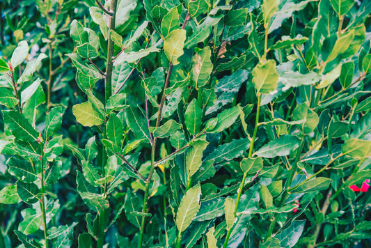 Laurus Nobilis – Bay Tree