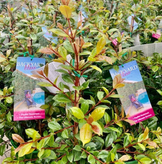 Syzygium Australe 'Backyard Bliss' – Lilly Pilly 'Backyard Bliss