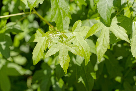Liquidambar Styraciflua - American Sweet Gum