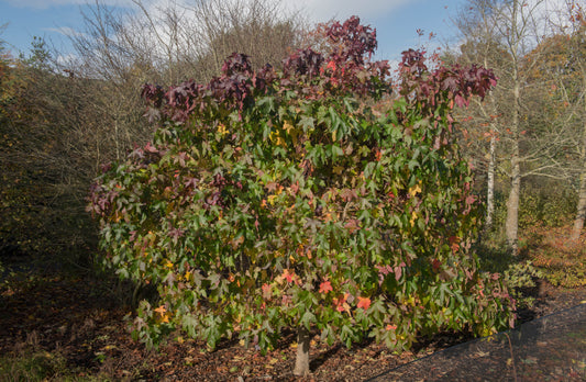 Liquidambar Gumball - Dwarf Sweet Gum