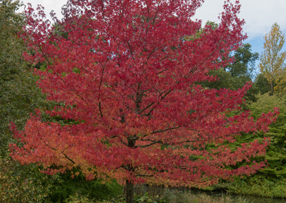 Liquidambar Styraciflua - American Sweet Gum
