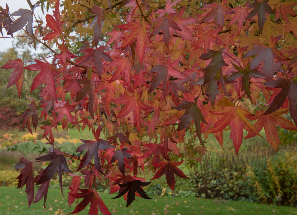 Liquidambar Styraciflua - American Sweet Gum