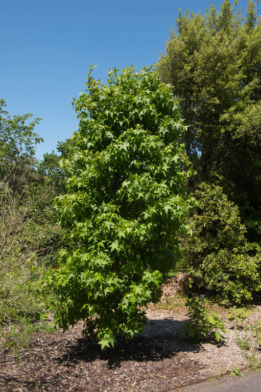 Liquidambar Styraciflua ‘Slender Silhouette’ – Slender Silhouette Sweet Gum