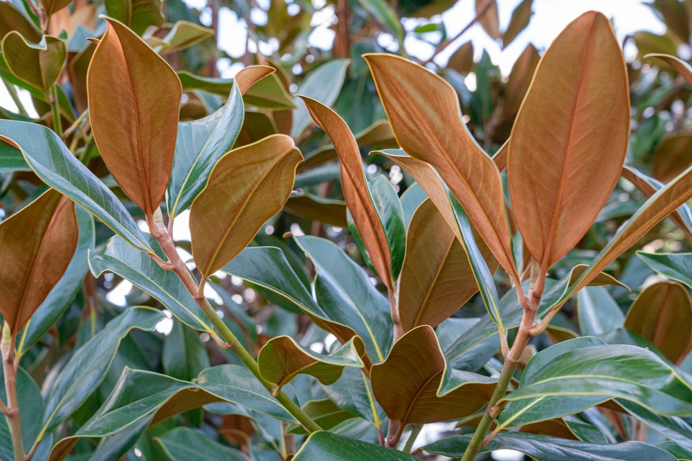 Magnolia Grandiflora - Little Gem Magnolia