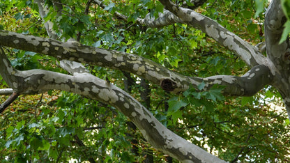 Platanus x Acerifolia - London Plane Tree