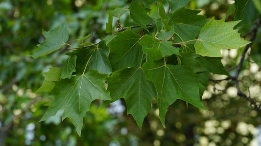 Platanus x Acerifolia - London Plane Tree