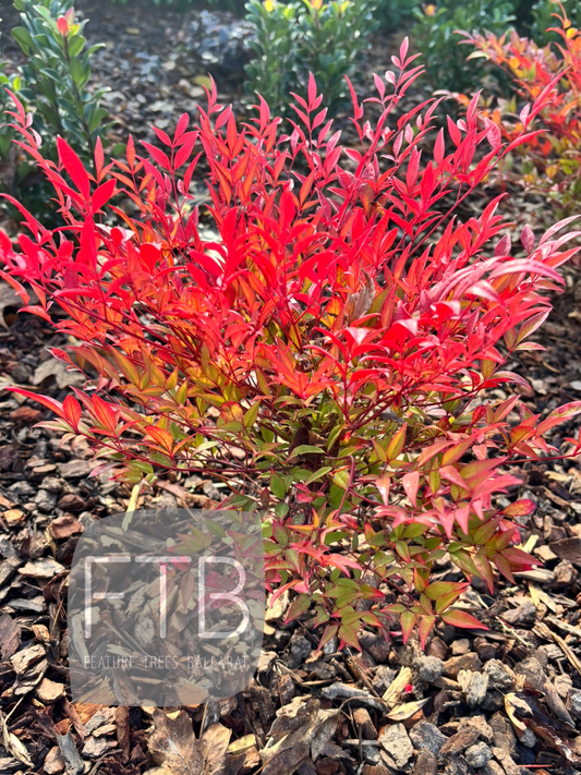 Nandina Moon Bay