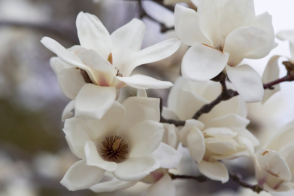 Magnolia - Deciduous & Evergreen – FEATURE TREES BALLARAT