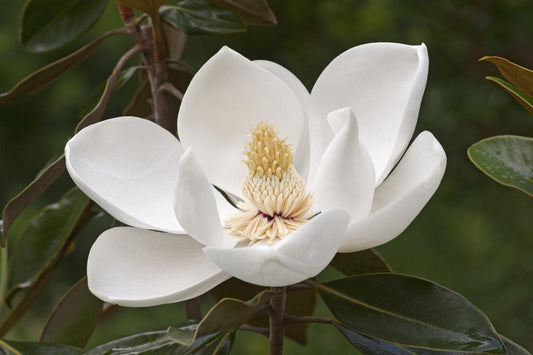 Magnolia Grandiflora - Southern Magnolia