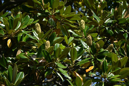 Magnolia Grandiflora - Southern Magnolia