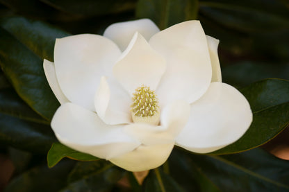 Magnolia Grandiflora - Southern Magnolia