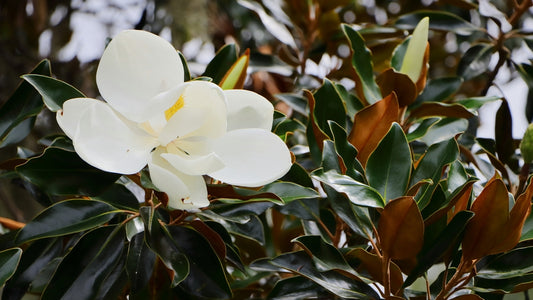 Magnolia Grandiflora - Little Gem Magnolia