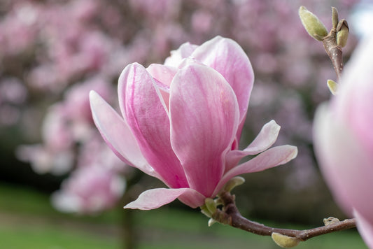 Magnolia x Soulangeana - Saucer Magnolia