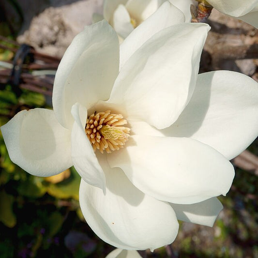 Magnolia Denudata - Yulan Magnolia