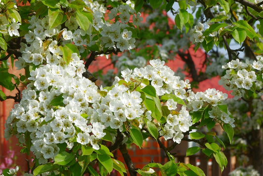 Pyrus Ussuriensis – Manchurian Pear